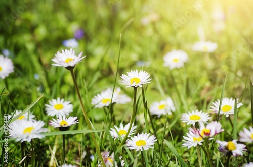 Daisies