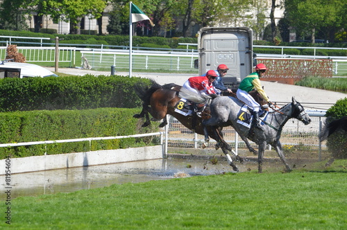 cheval de course photo