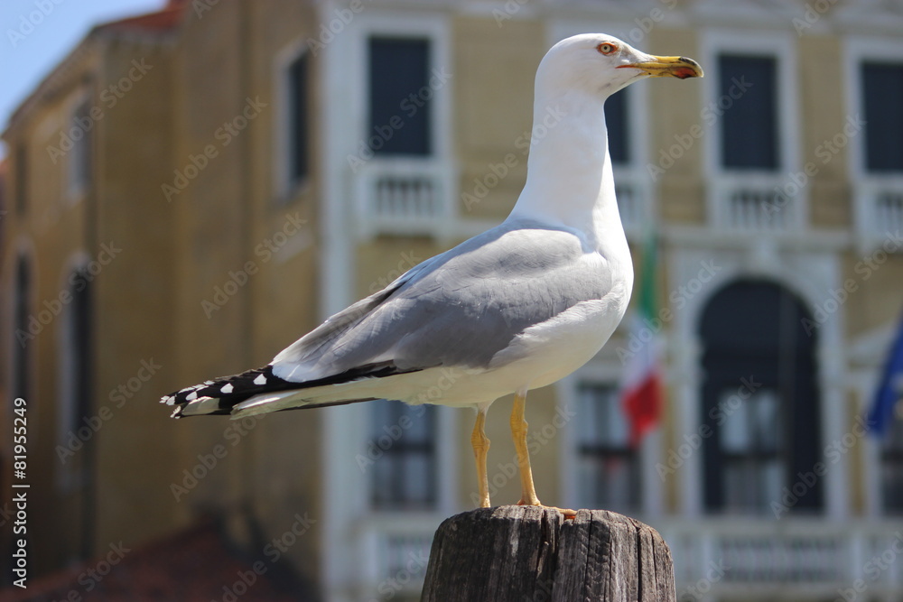 Obraz premium Mouette italienne