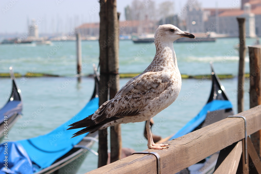 Fototapeta premium Mouette devant les gondoles de Venise