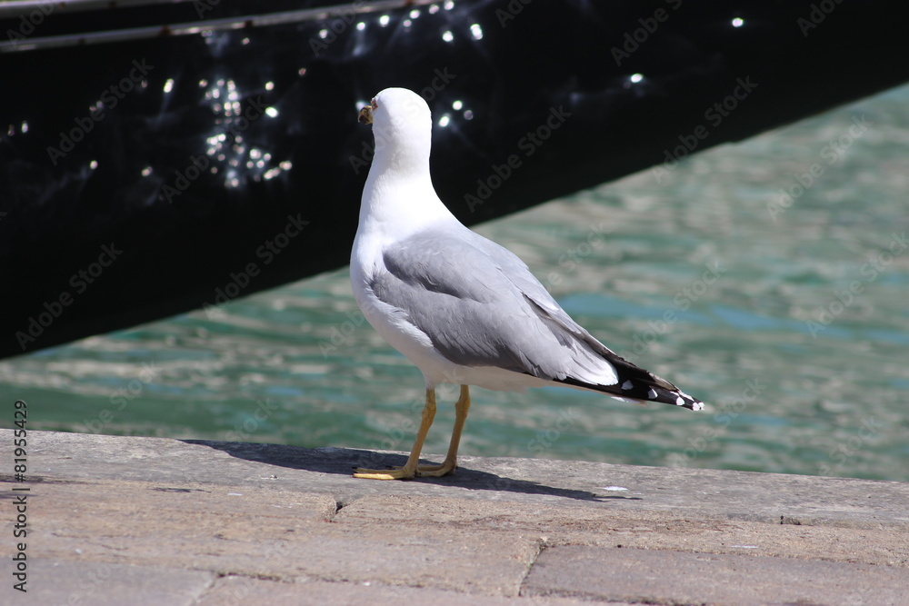 Obraz premium Mouette devant un bateau