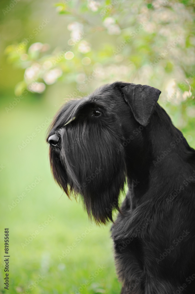 black giant schnauzer