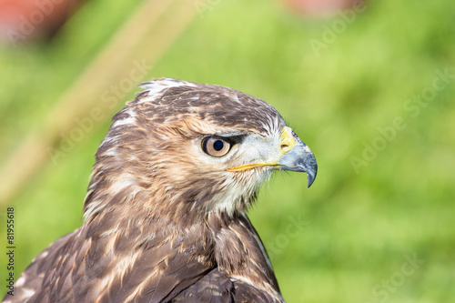 watchful eyes of the hawk