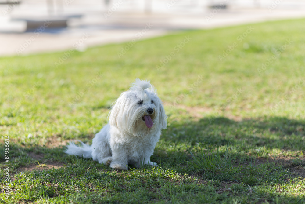 Bichón maltés. Bichón maltés.