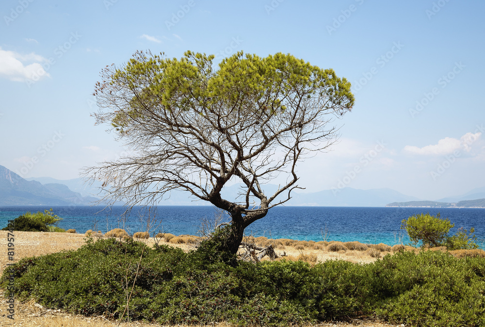 green tree on the background of the sea