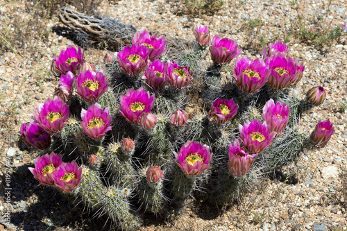 Fototapeta Naklejka Na Ścianę i Meble -  Blooming Strawberry Hedgehog Cactus (Echinocereus engelmannii) i