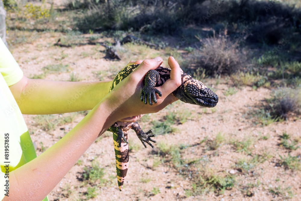 Obraz premium A child holding a Gila monster (Heloderma suspectum) - a poisono