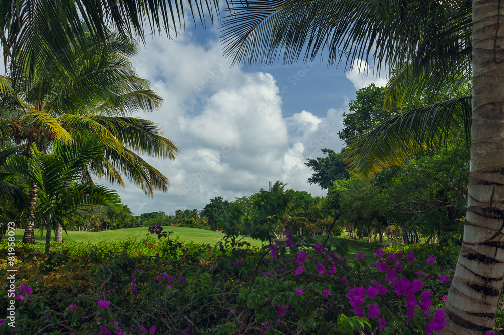 Exotic Palms Beach Resort Grounds. Beautiful Palm tree in