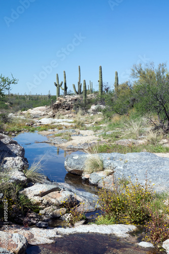 Intermittent stream in the Sonoran Desert. Saguaro National Park photo