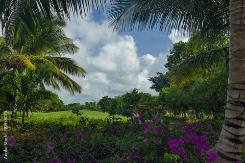 Exotic Palms Beach Resort Grounds. Beautiful Palm tree in