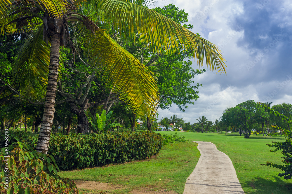 Exotic Palms Beach Resort Grounds. Beautiful Palm tree in Exotic Palms Beach Resort Grounds. Beautiful Palm tree in