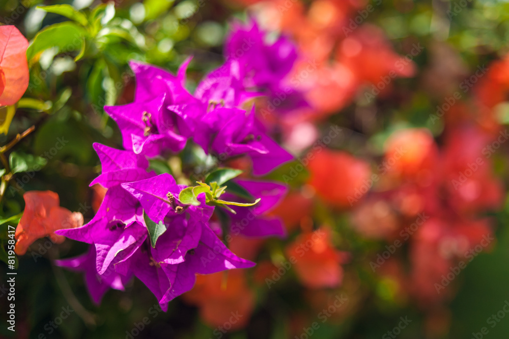 Fototapeta premium flowering bush in a park. tropical garden