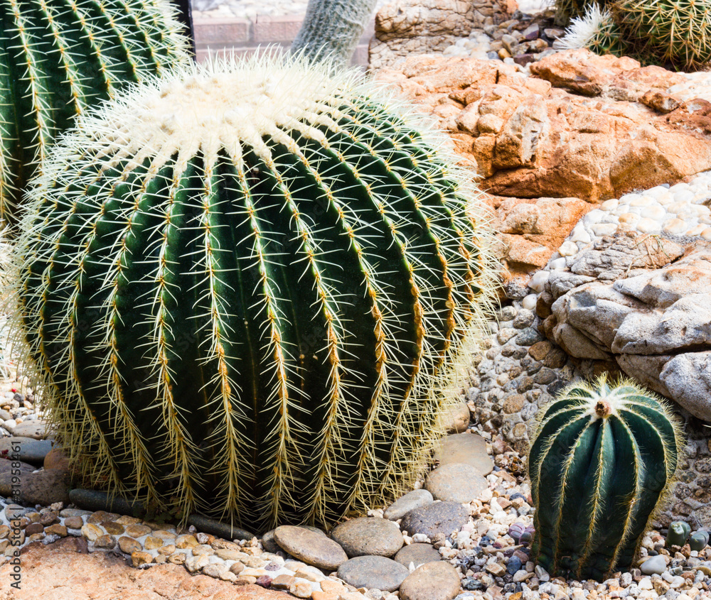 closeup of some cactus in garden closeup of some cactus in garden