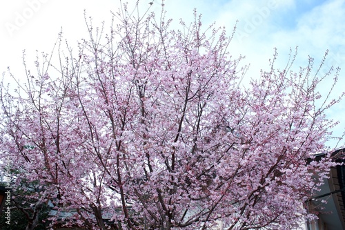 桜咲くころ