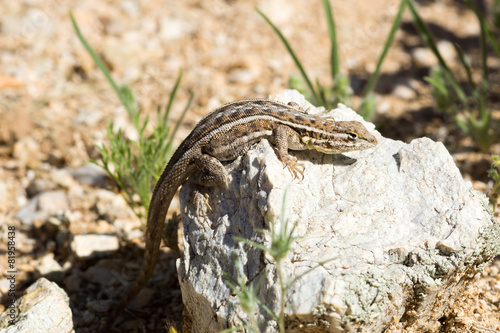 Slevin's Bunchgrass Lizard (Sceloporus slevini) basking on a roc