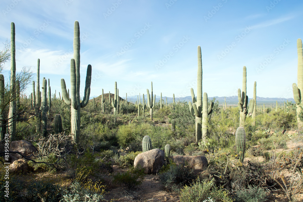 Landscapes Saguaro National Park, Arizona, USA - obrazy, fototapety, plakaty 