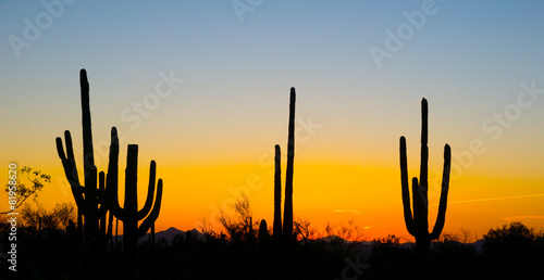 Landscape at sunset in Saguaro National Park, Arizona, USA