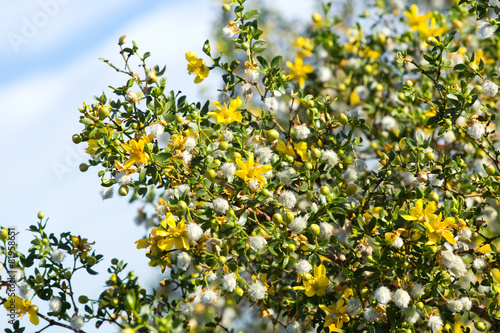 Blooming creosote bush (Larrea tridentata) against the sky photo