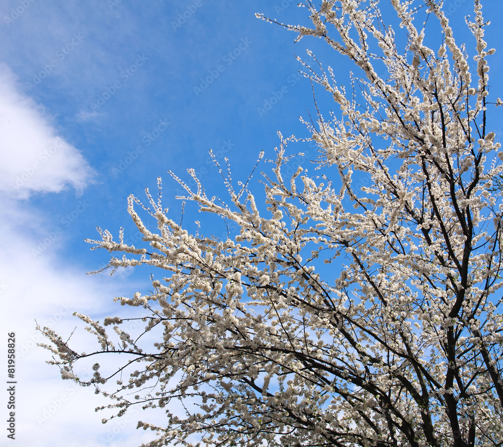 Flowering branches of trees in spring, on background the sky Flowering branches of trees in spring, on background the sky