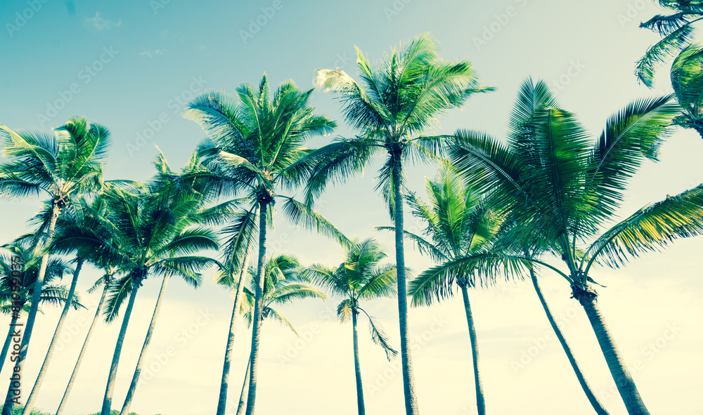 Obraz premium tropical vintage palm image.