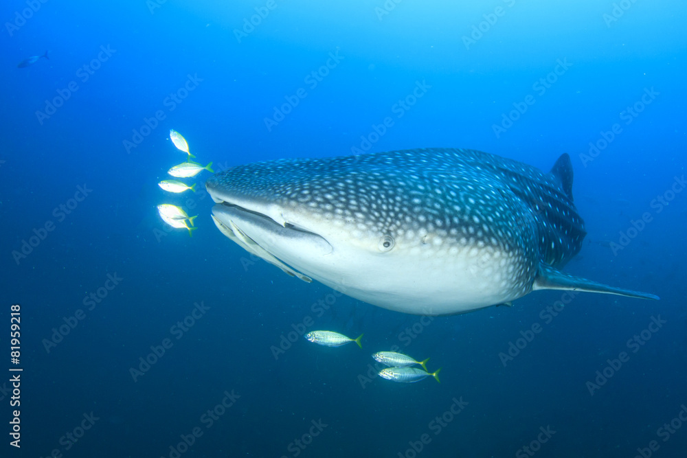 Naklejka premium Whale Shark