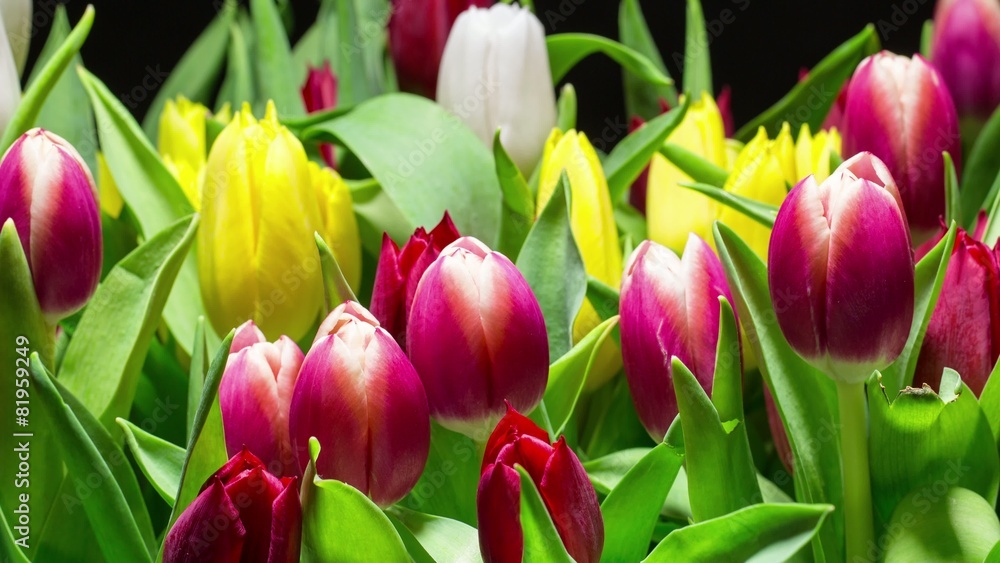 Bouquet of Bright Tulips Blooms, timelapse Bouquet of Bright Tulips Blooms, timelapse