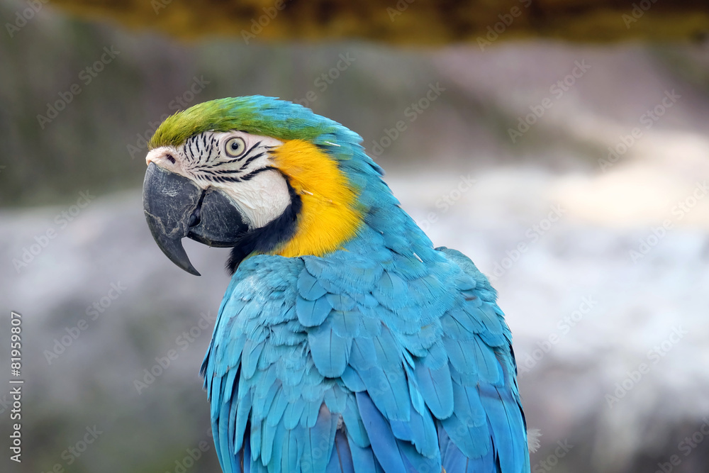  macaw parrot