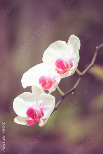 Fototapeta Naklejka Na Ścianę i Meble -  orchid flowers with filter effect retro vintage style
