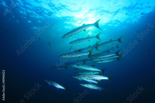 School of Barracuda fish