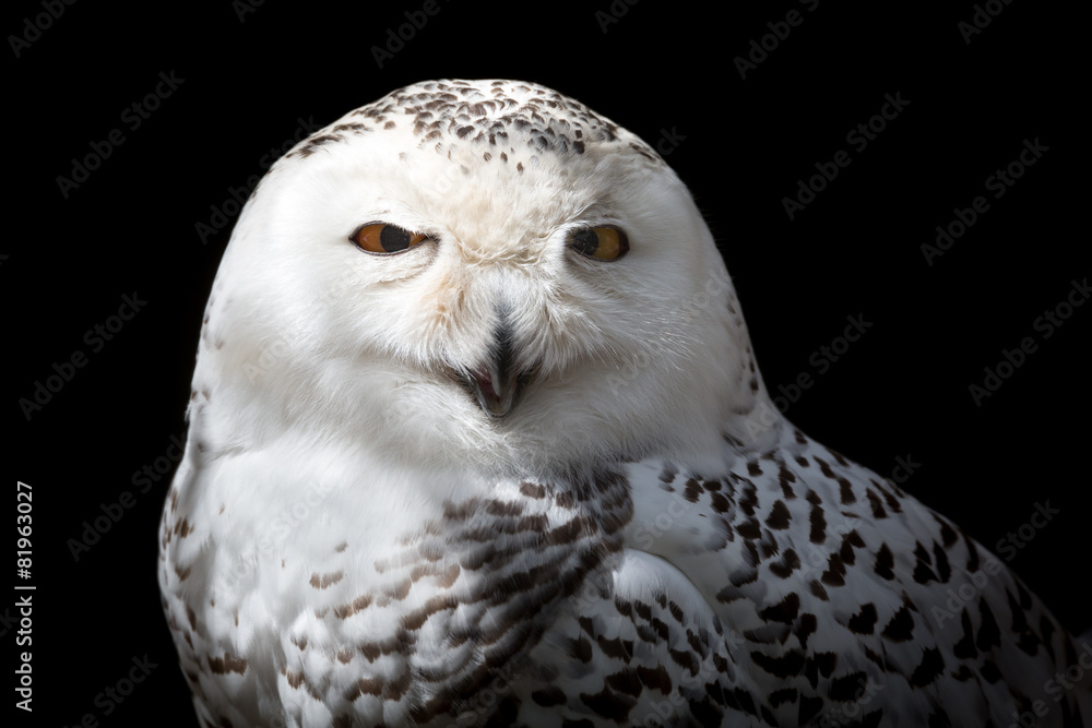 Obraz premium Female Snowy owl