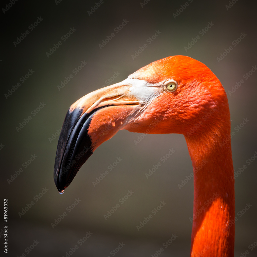 Naklejka premium American flamingo portrait