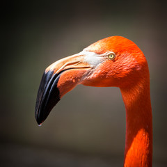 Poster Flamingo Portret van Amerikaanse flamingo  © mandritoiu