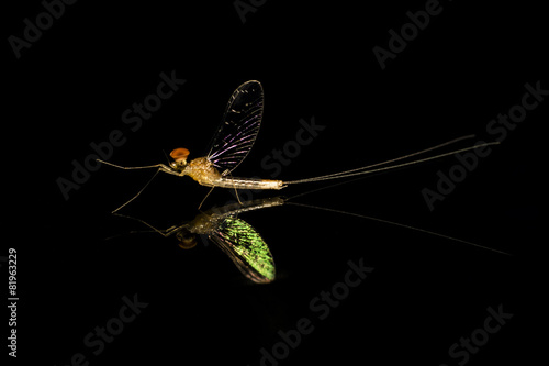 Obraz na plátne mayfly on a mirror,reflection