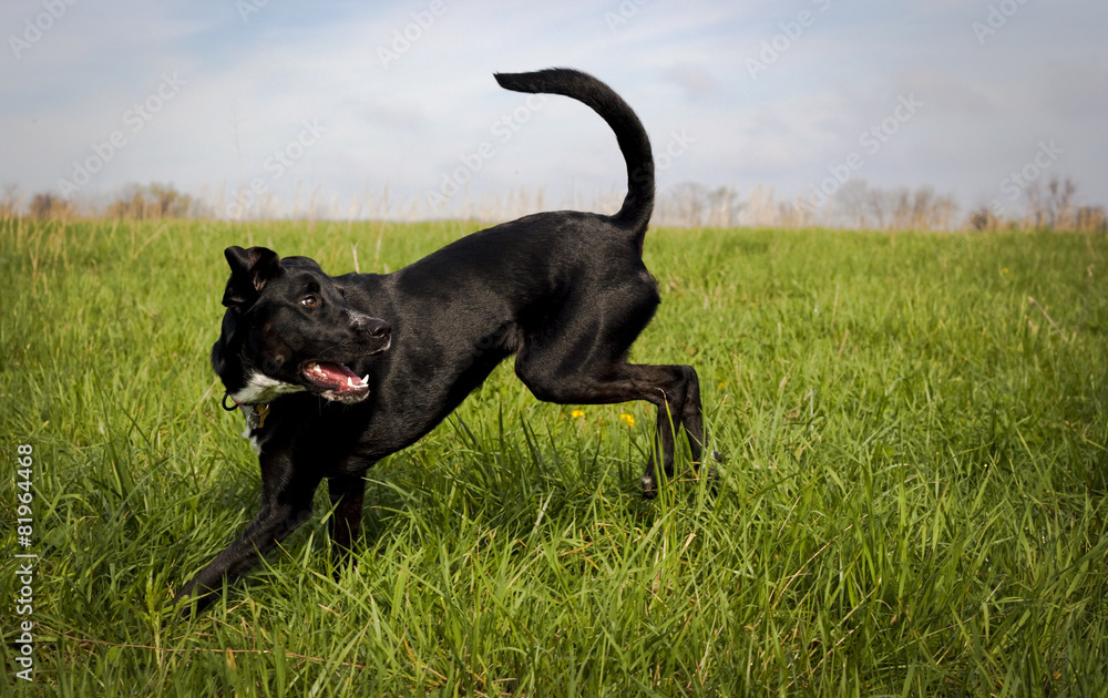 Black dog in green grassy field looking right Black dog in green grassy field looking right