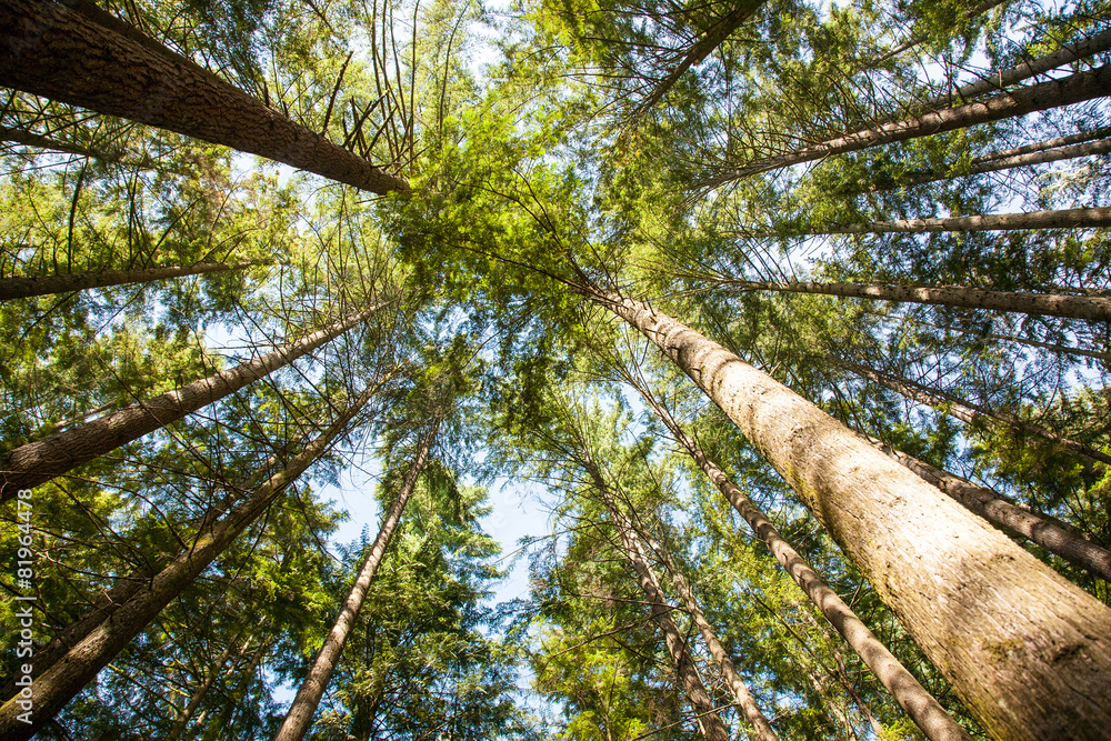 Fototapeta premium beautiful trees. nature green forest.