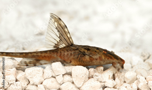 High fin whiptail catfish Rineloricaria lanceolata aquarium fish