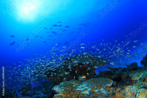Fototapeta Naklejka Na Ścianę i Meble -  Coral and Fish underwater