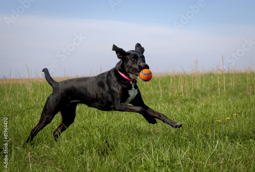 Black dog running in green grassy field with orange ball