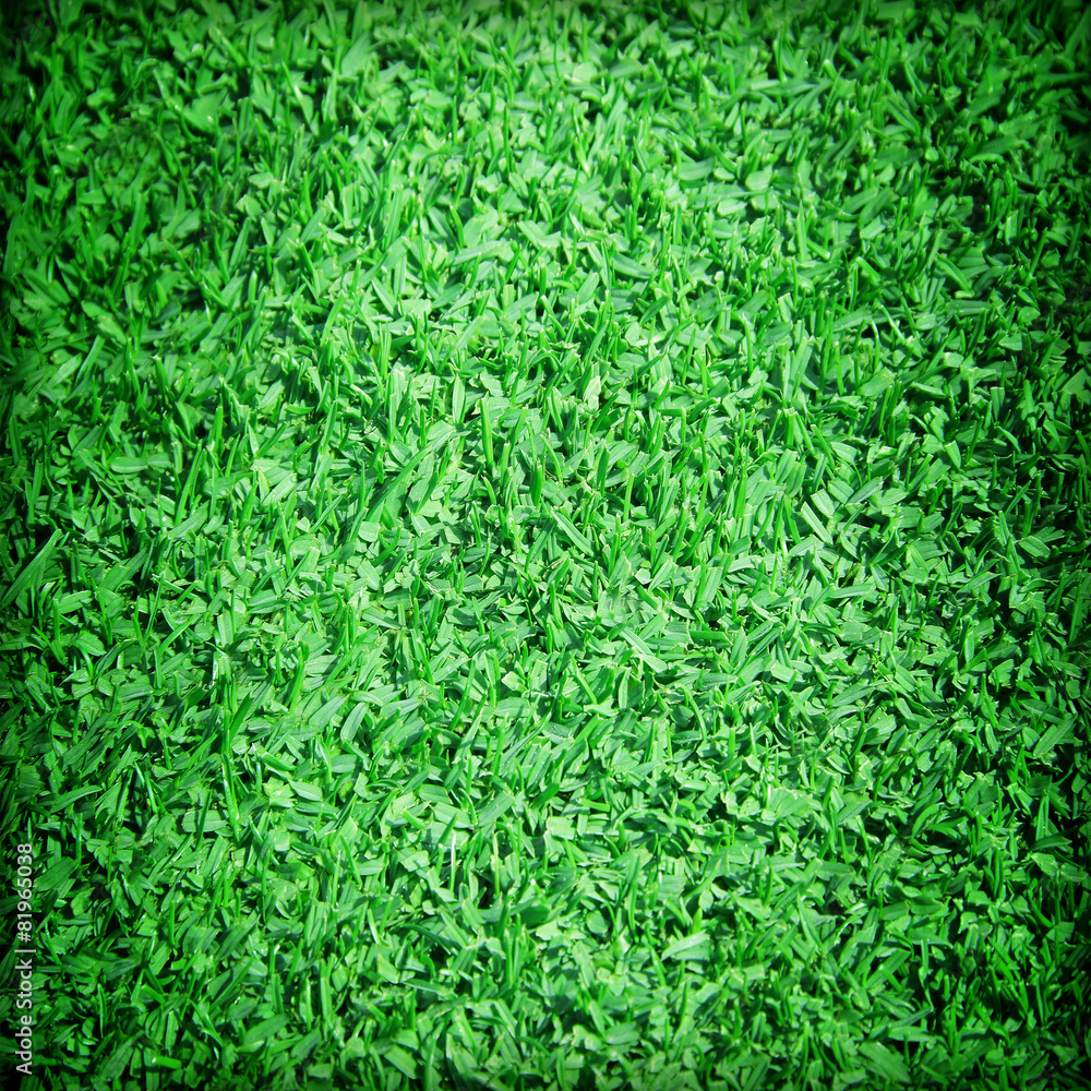 Beautiful green grass texture Beautiful green grass texture