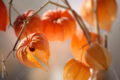 Cuadro en lienzo Closeup of delicate physalis flowers