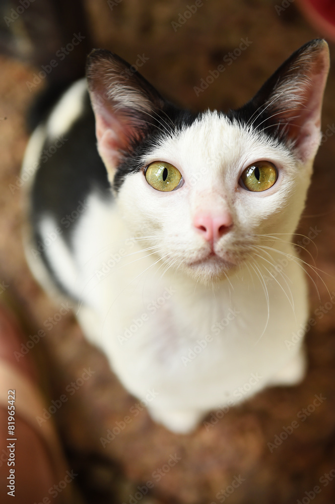 Portrait of Thai cat, Thailand.