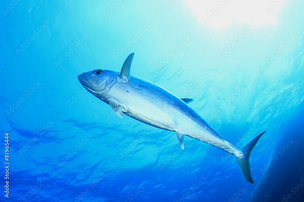 Naklejka premium Tuna fish in Ocean