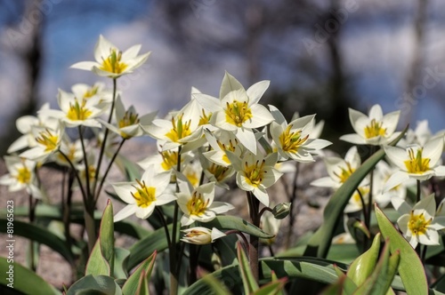 Fototapeta Naklejka Na Ścianę i Meble -  Wildtulpe Tulipa turkestanica 01