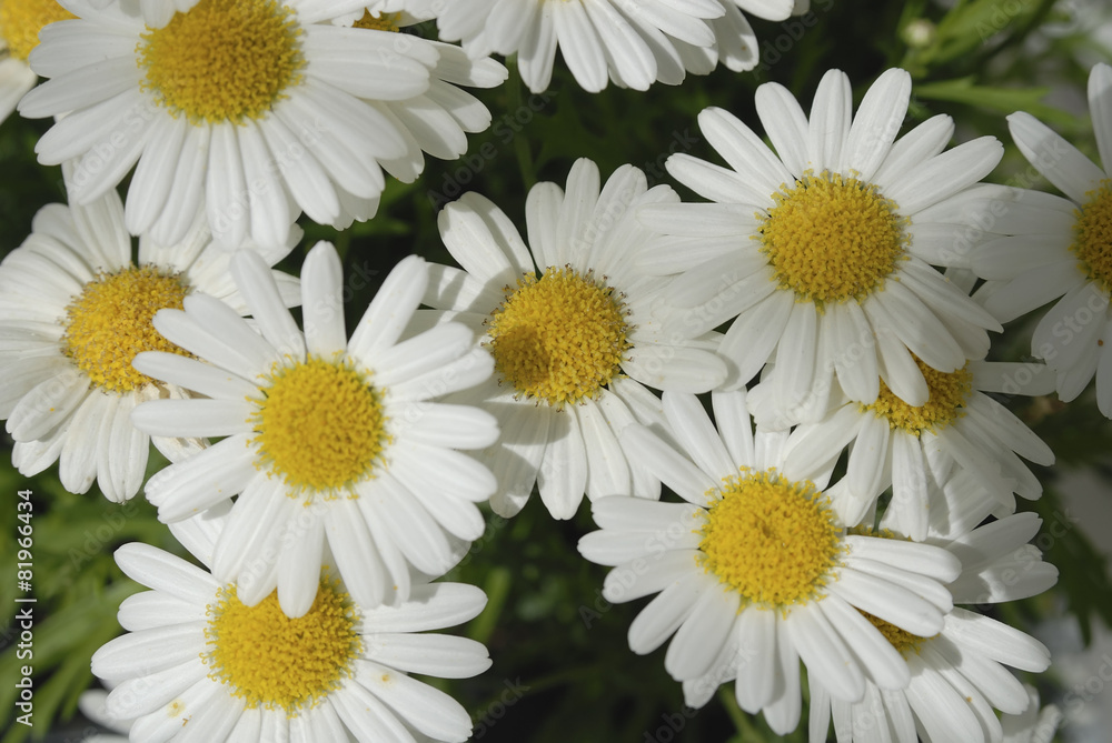 Fototapeta premium Margeriten 02