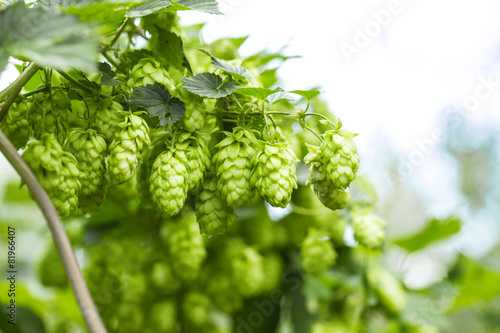 Green hops