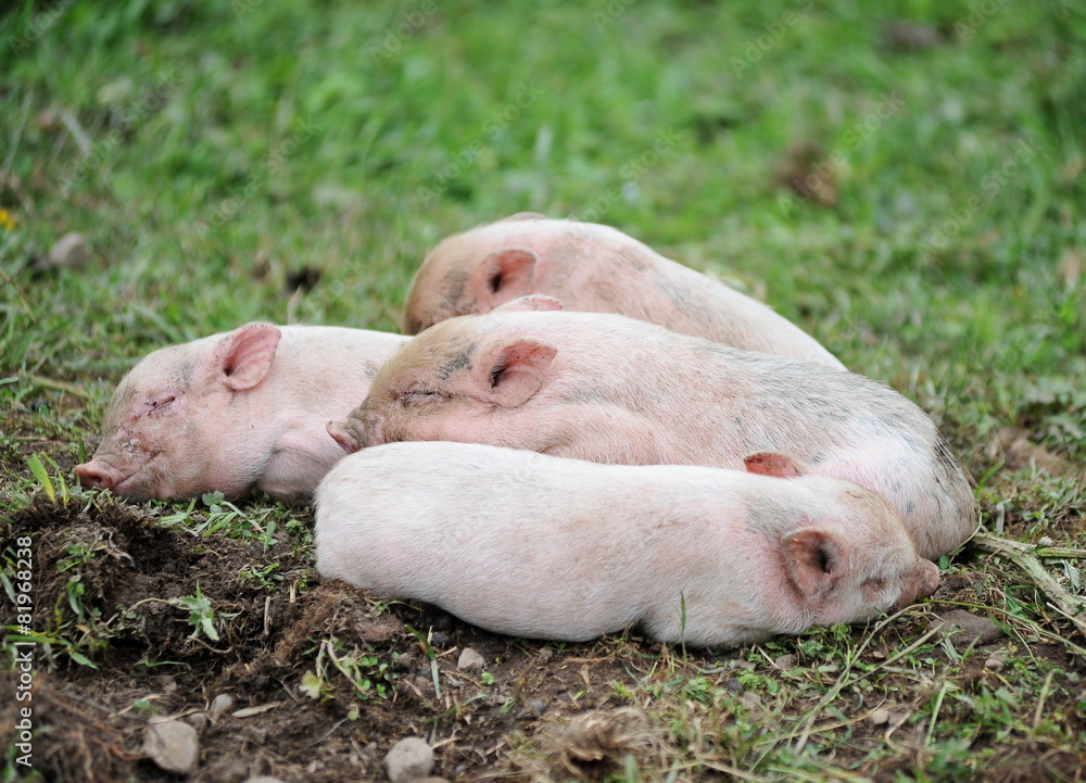 Little pigs 3 Little pigs 3