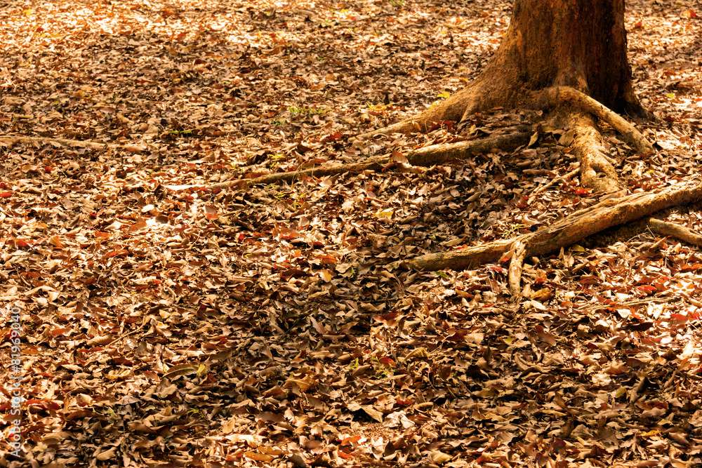 Fototapeta premium dry leaves falling on the ground under the tree.