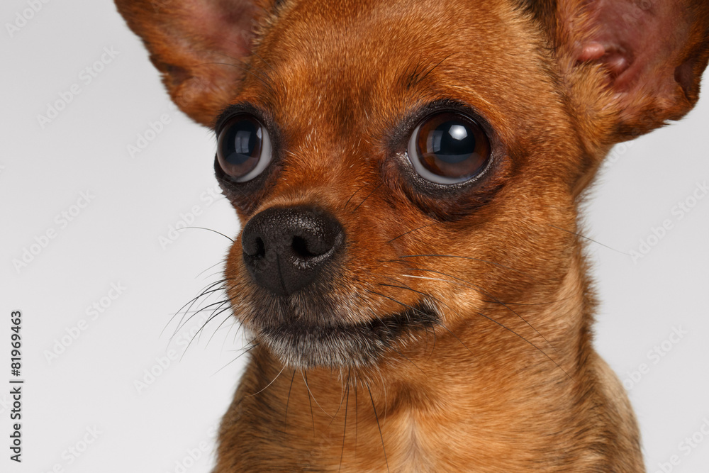 Closeup Sadly Brown Toy Terrier on White Background Closeup Sadly Brown Toy Terrier on White Background