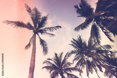 Silhouette palm tree photo