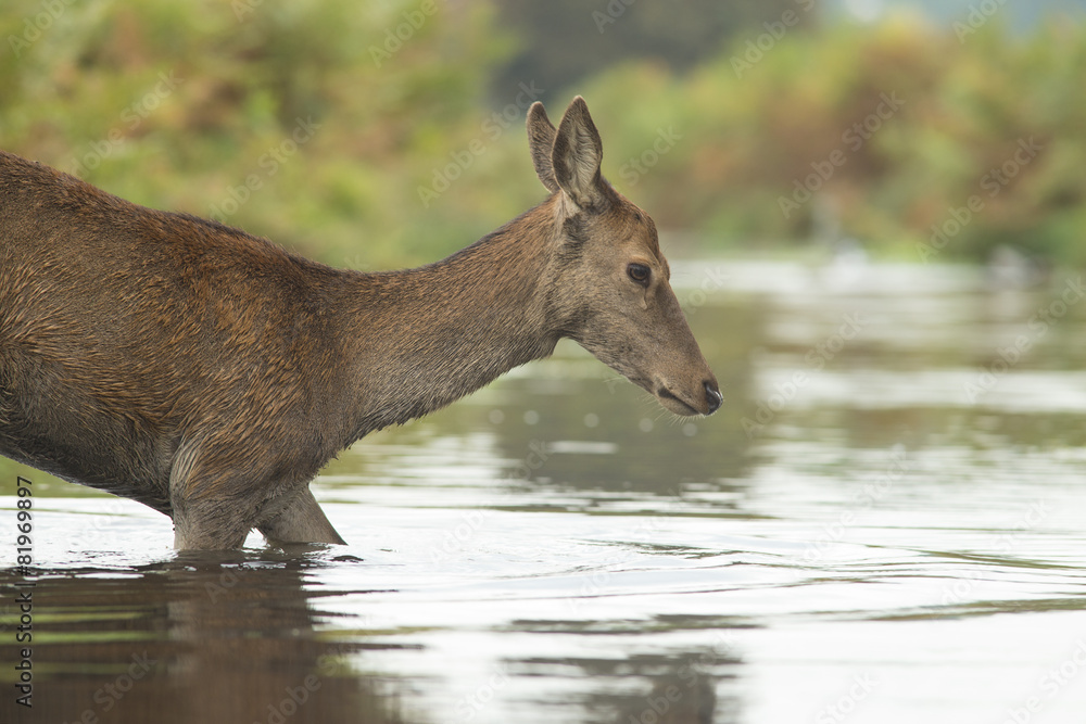 Fototapeta premium Red deer - Cervus elaphus